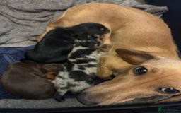 Miniature Dachshund dogs for sale: Miniature dachshund puppies  - Image 3