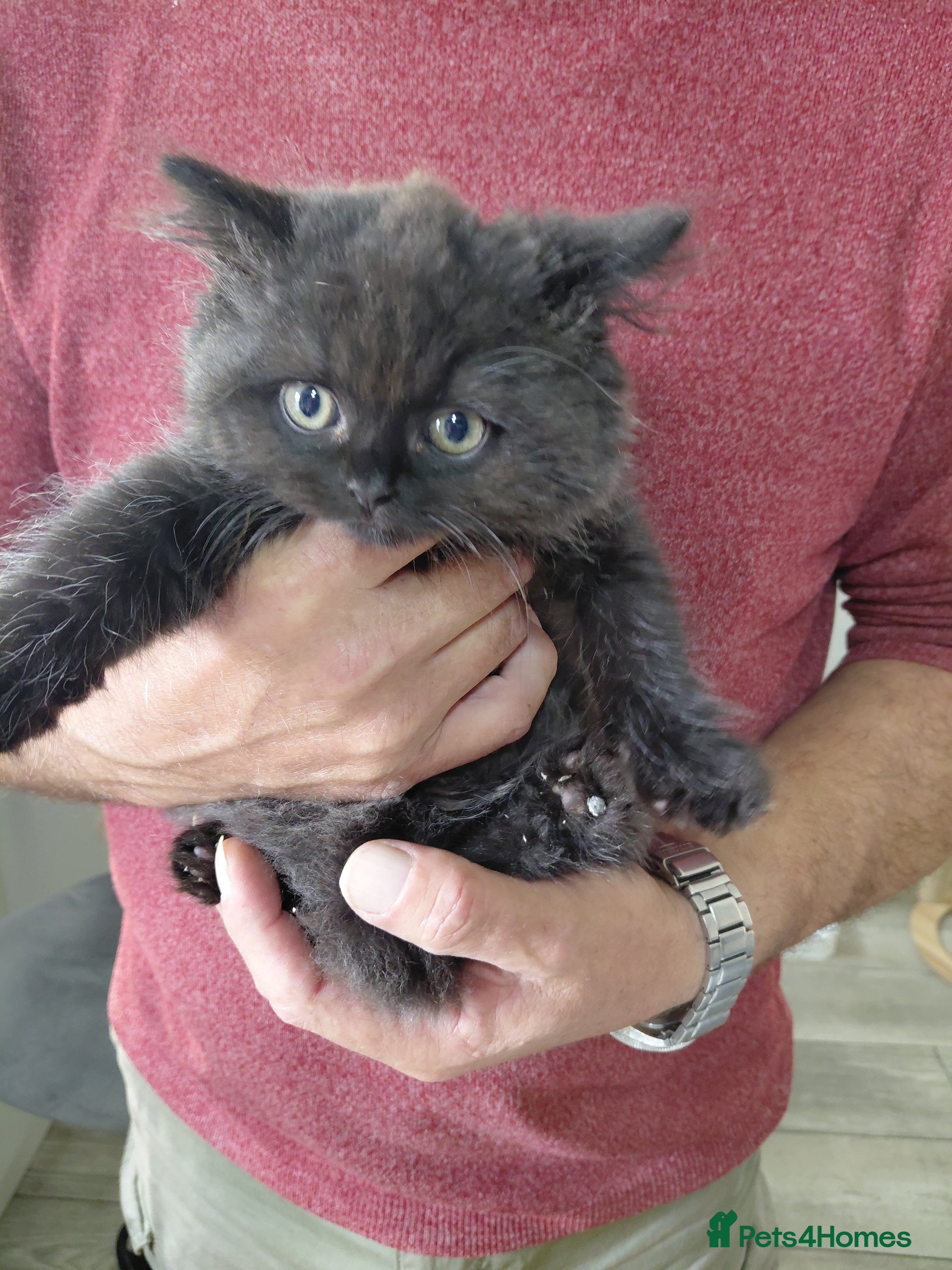 British Longhair cats 2 longhair 1 short chocolate boys  - Advert 15