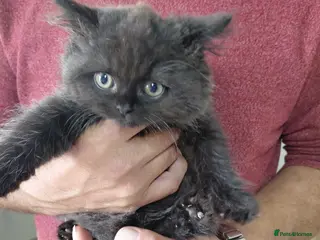 British Longhair cats 2 longhair 1 short chocolate boys - Advert 15