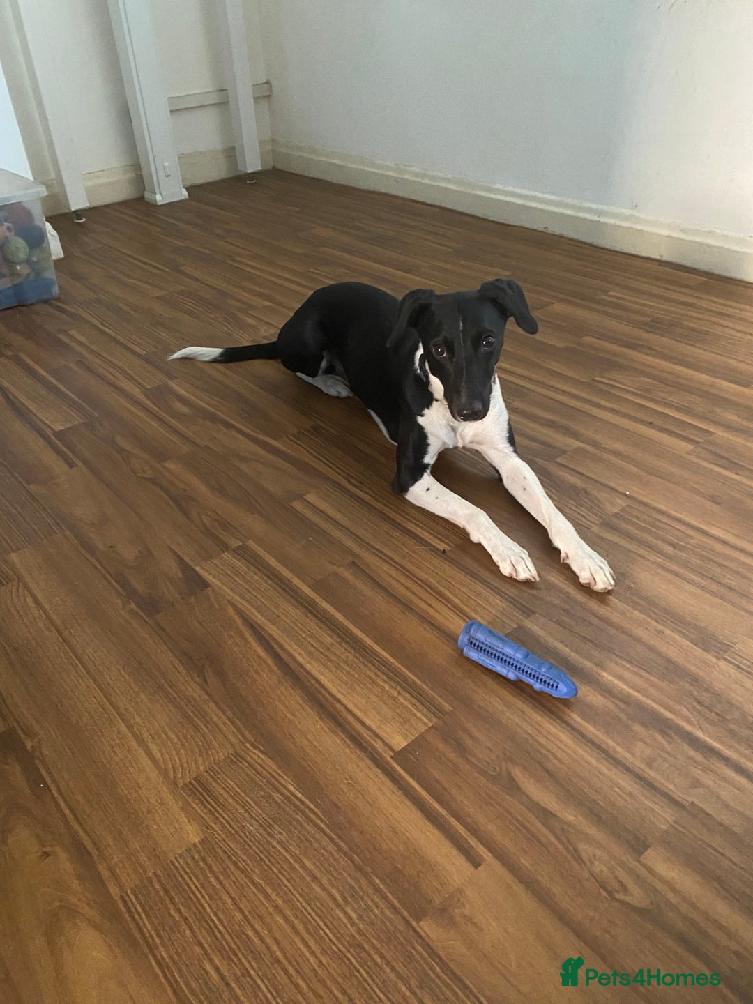 Mixed Breed dogs for sale: Loving home - Image 1