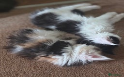 Maine Coon cats for sale: Variety of Maine coon kittens - Image 20