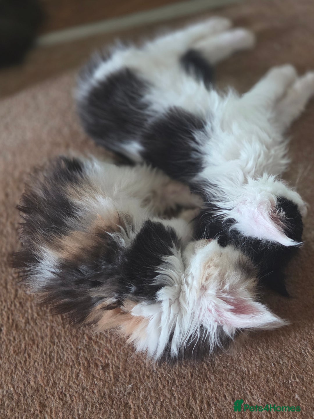 Maine Coon cats for sale: Variety of Maine coon kittens - Image 20