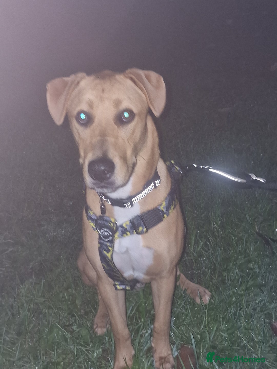 Mixed Breed dogs for sale: Fudge  - Image 2