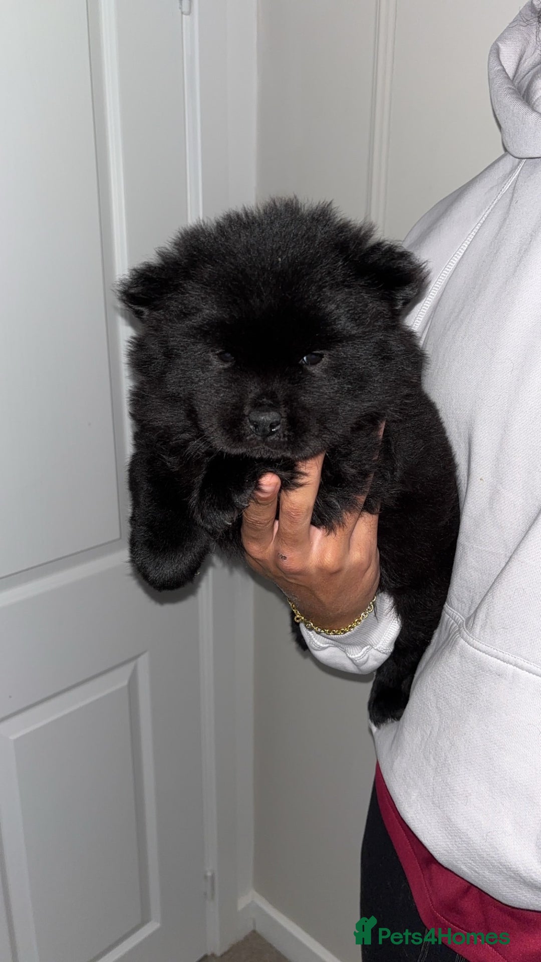 Chow Chow dogs for sale: 5 Gen Pedigree Chow Chow Puppies - Advert 6