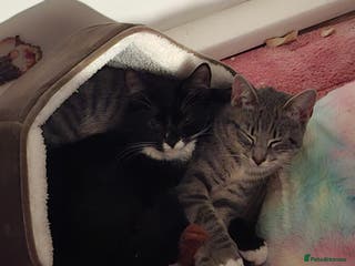 Mixed Breed cats Black & white Longhair and Grey shorthair cats - Advert 18