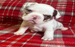 French Bulldog dogs for sale: QUALITY FRENCH BULLDOG PUPPIES - Advert 15