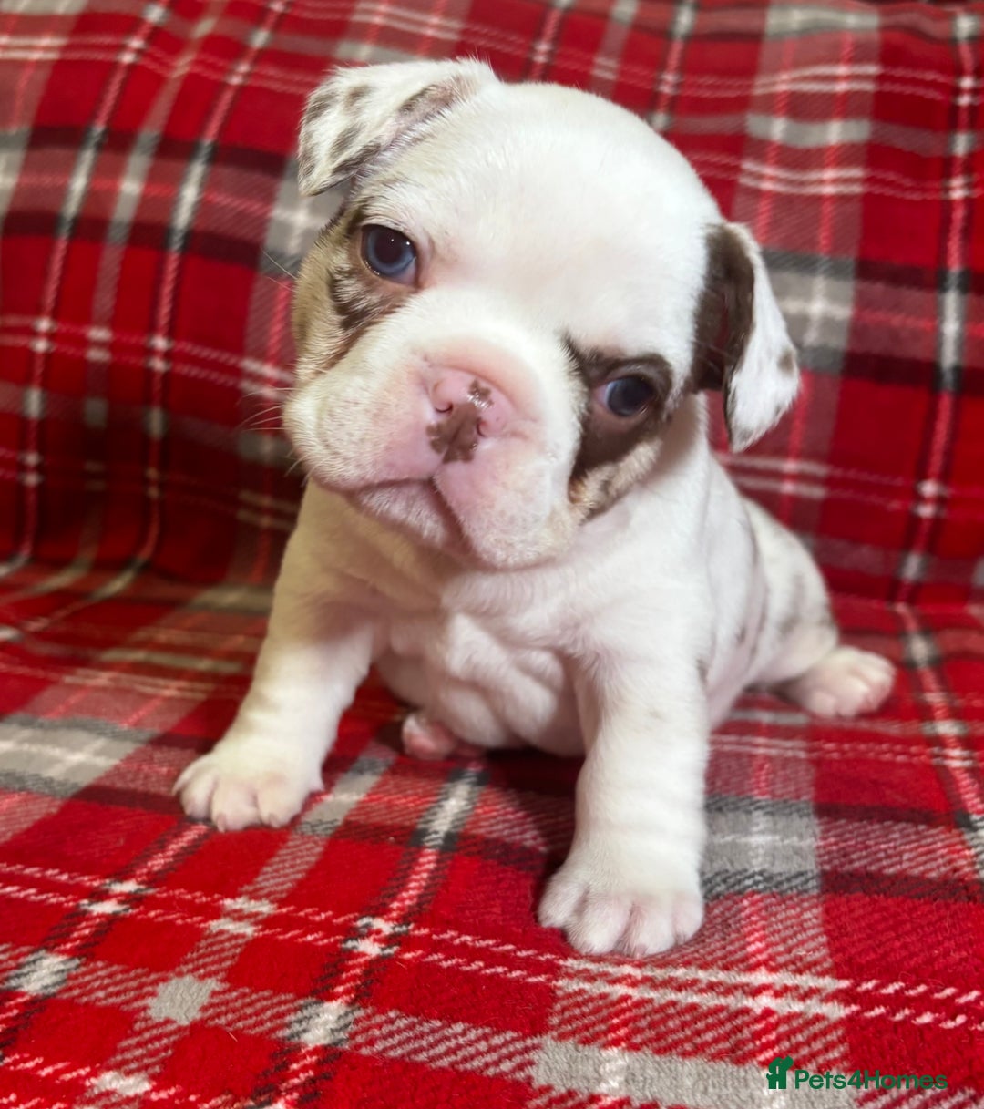 French Bulldog dogs for sale: QUALITY FRENCH BULLDOG PUPPIES - Advert 15