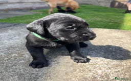 Labrador Retriever dogs for sale: KC Registered Black Labrador Puppies - Image 9