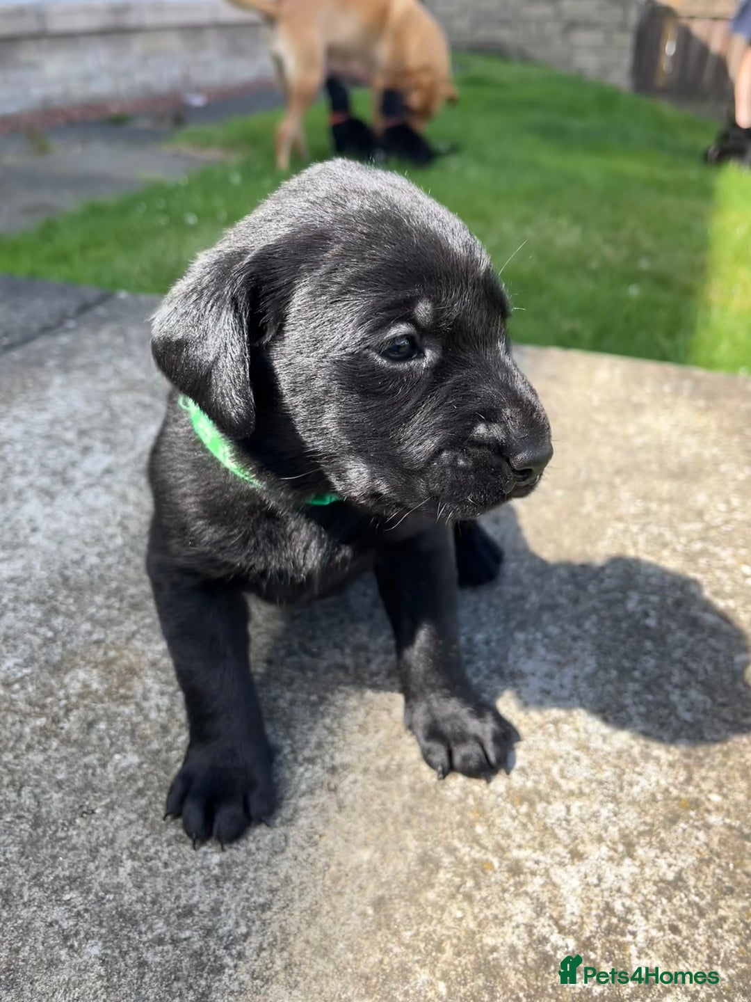 Labrador Retriever dogs for sale: KC Registered Black Labrador Puppies - Image 9