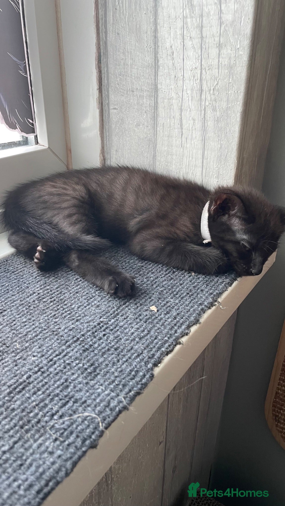 Mixed Breed cats Adorable kittens ready for there forever families  - Advert 1