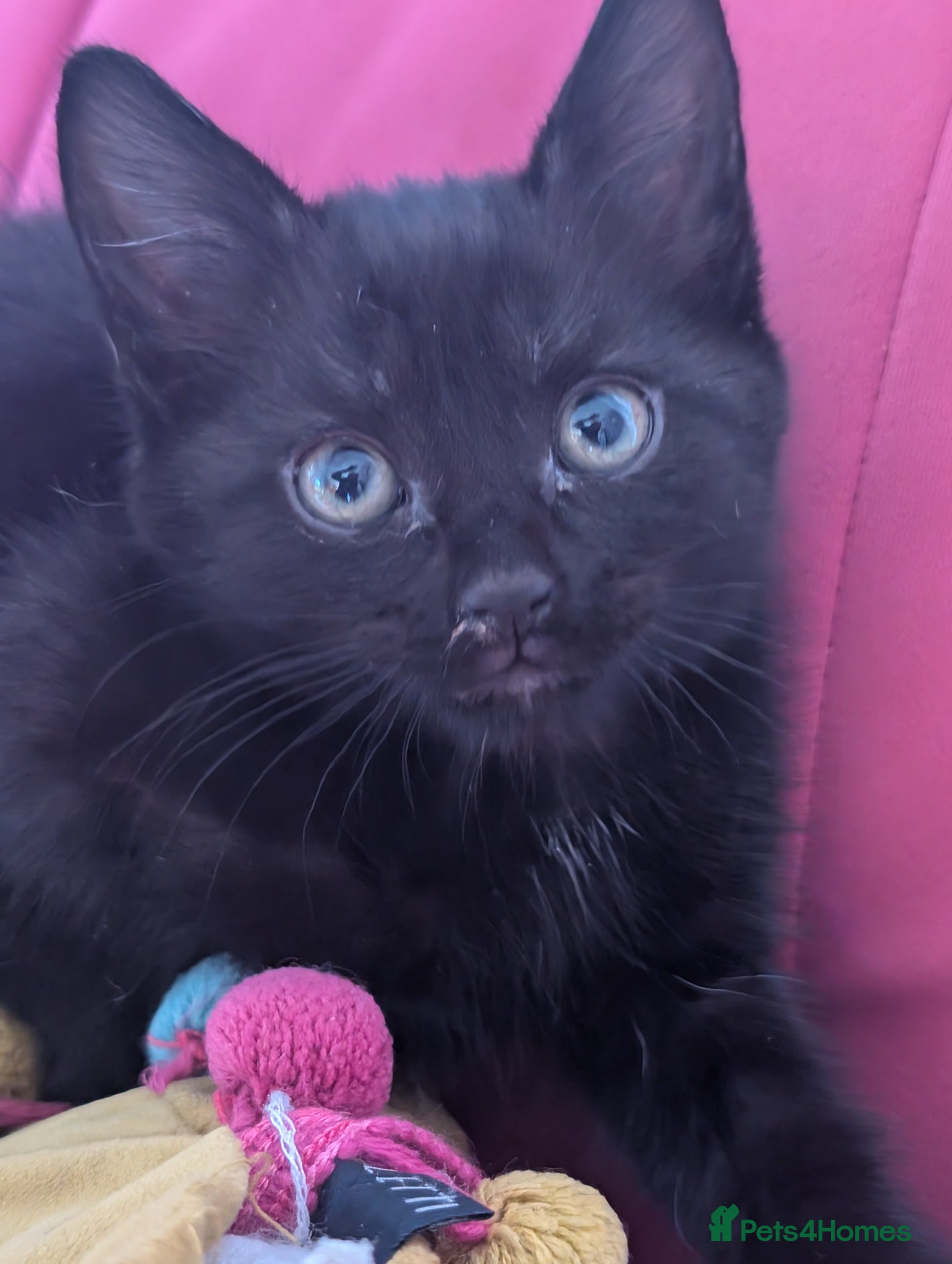 Domestic Shorthair cats for sale: 🖤 LAST KITTEN REMAINING – Midnight 🖤 - Advert 8