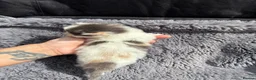 Ragdoll cats for sale: Rainbow litter ragdoll cross Turkish angora - Advert 13