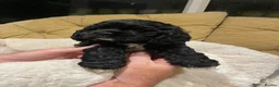 American Cocker Spaniel dogs for sale: Exquisite American cocker spaniel  in Mansfield - Advert 7