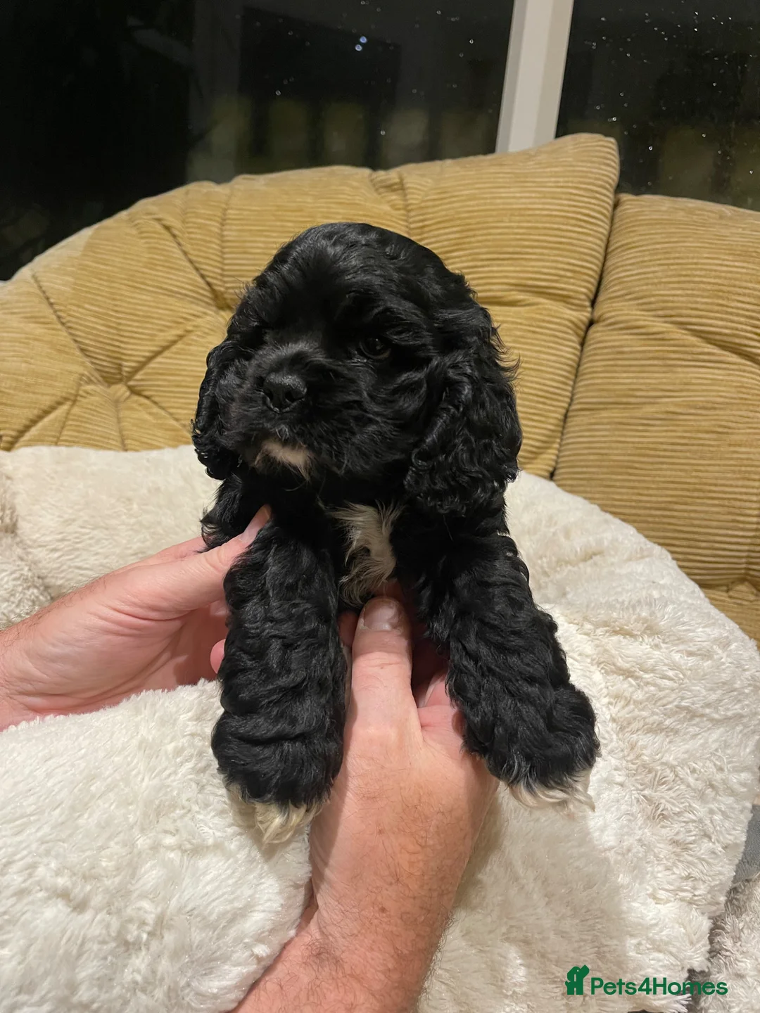 American Cocker Spaniel dogs for sale: Exquisite American cocker spaniel  in Mansfield - Advert 7