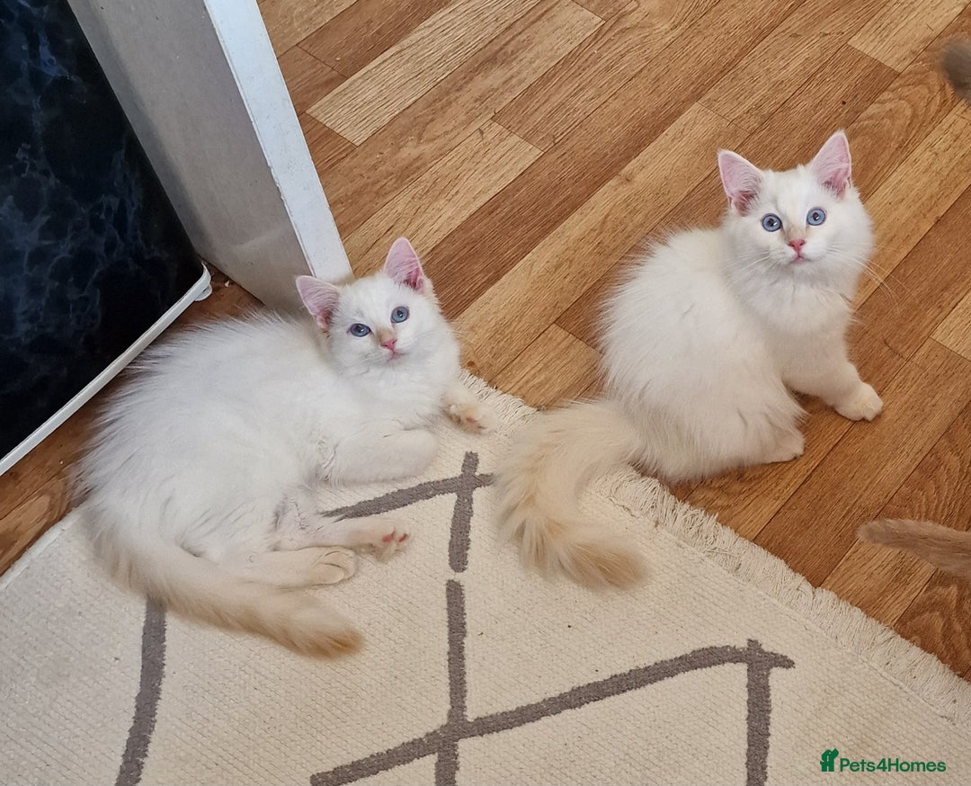 Ragdoll cats for sale: Pure loving ragdool ready for new home  - Image 14
