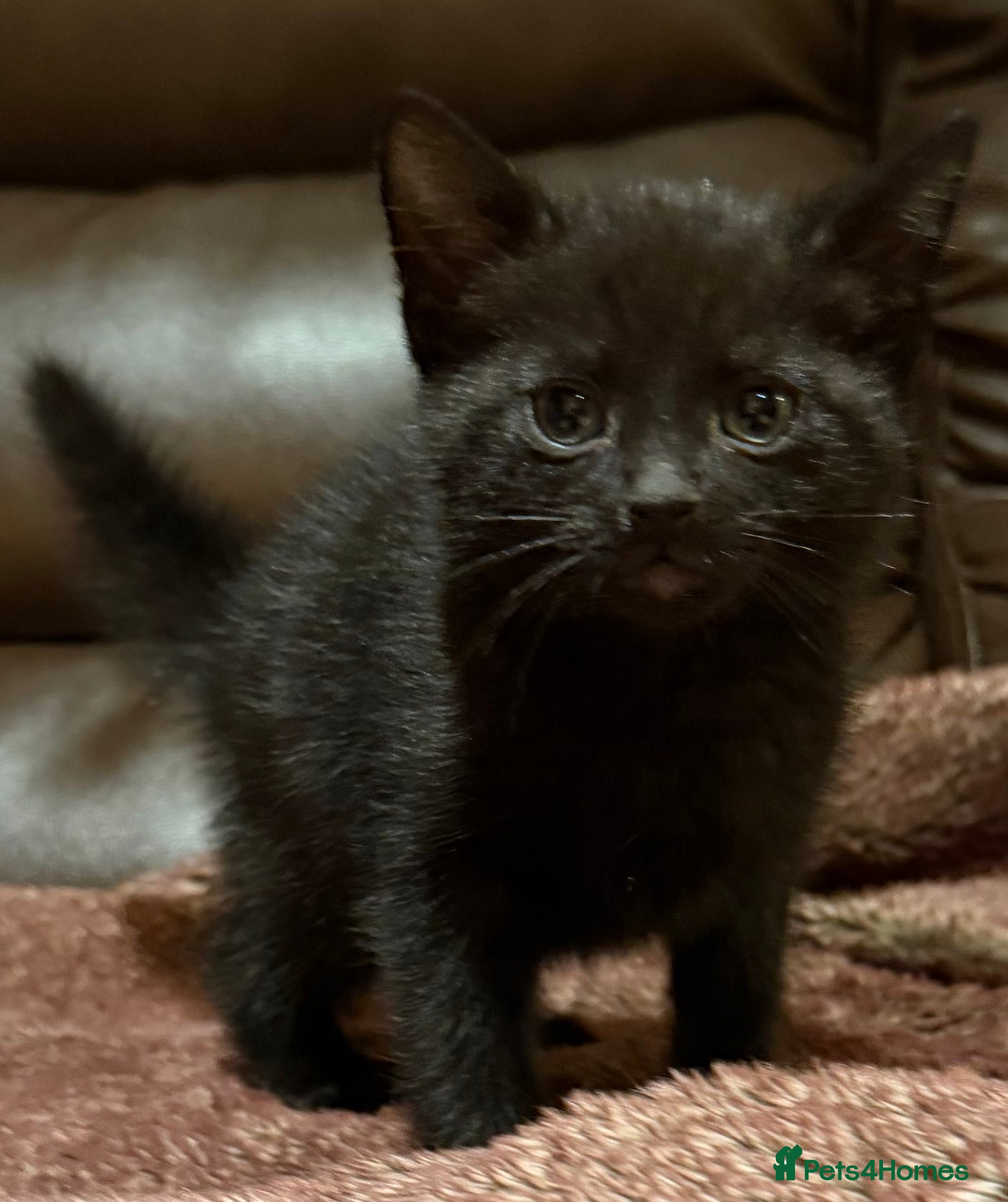 Mixed Breed cats Kittens  - Advert 9