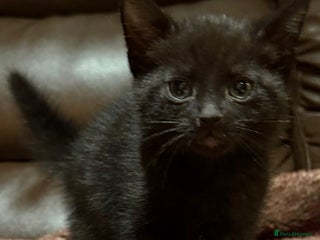 Mixed Breed cats Kittens - Advert 9