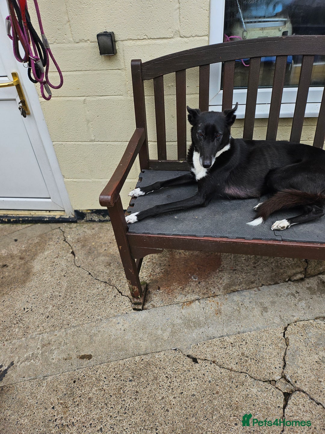 Mixed Breed dogs for sale: Lurcher puppies for sale - Image 13