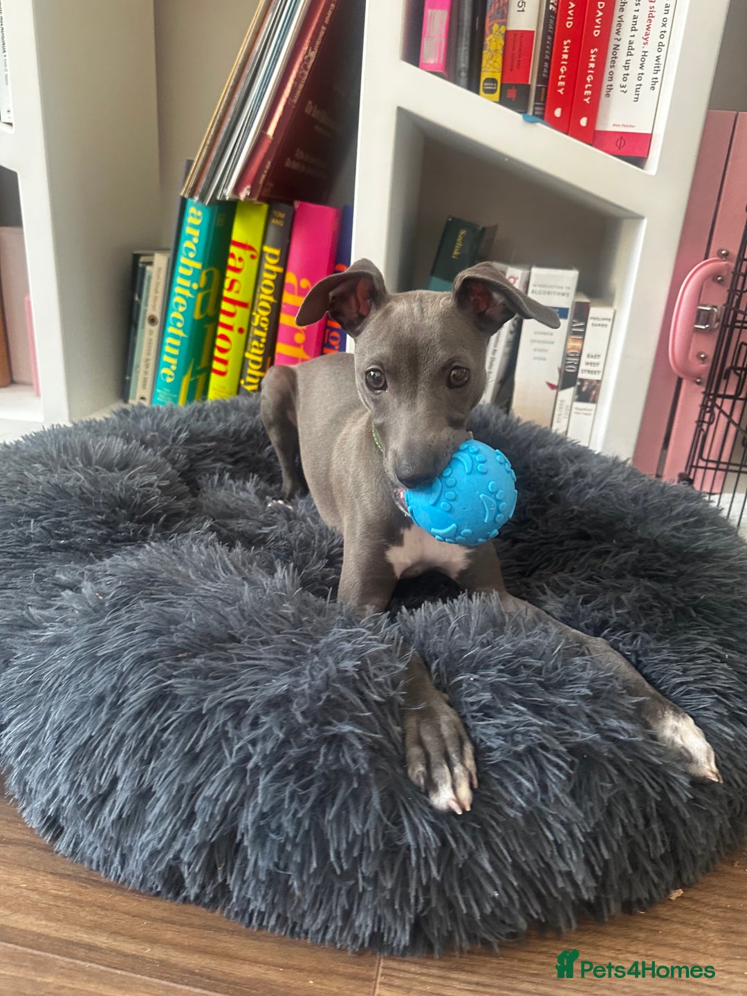 Italian Greyhound dogs for sale: Italian Greyhound Puppy, Fully Vaccinated, Trained - Image 1