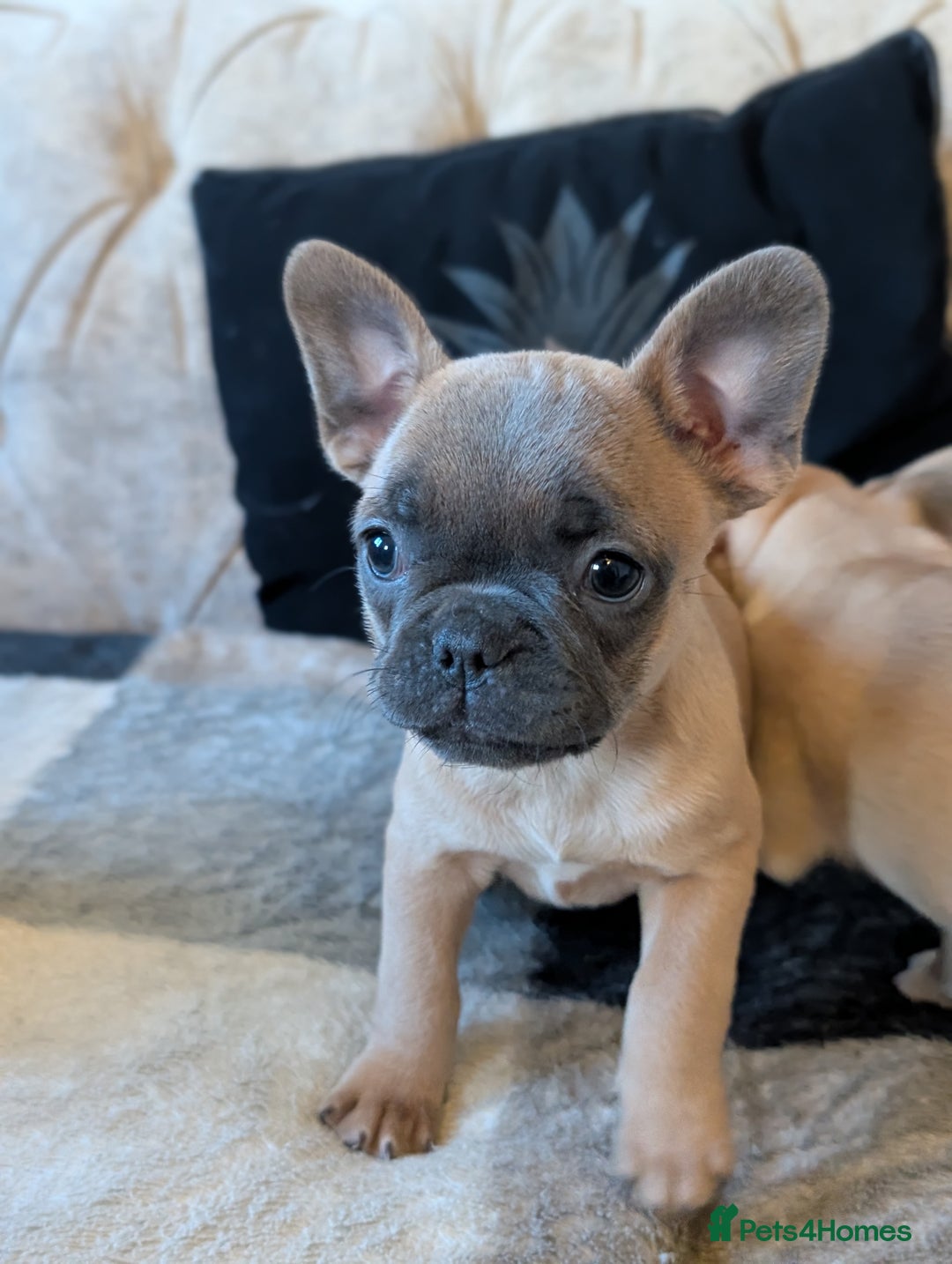 French Bulldog dogs for sale: French bulldog puppy's ready to go! - Advert 7