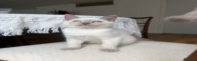 British Shorthair 2