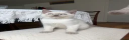 British Shorthair cats for sale: sweet gentle British Shorthair silky coat Kittens - Advert 22