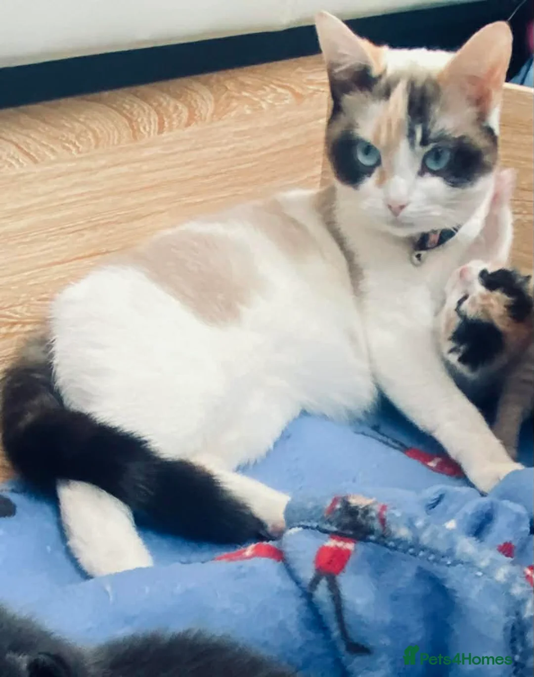 Snowshoe cats for sale: ❄️ RARE PUREBRED SNOWSHOE KITTENS FOR SALE ❄️ - Advert 2