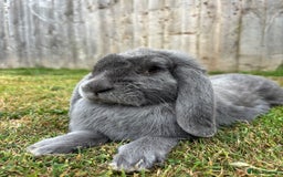 French Lop rabbits for sale:  Lilac French Lop for Rehoming  - Image 1