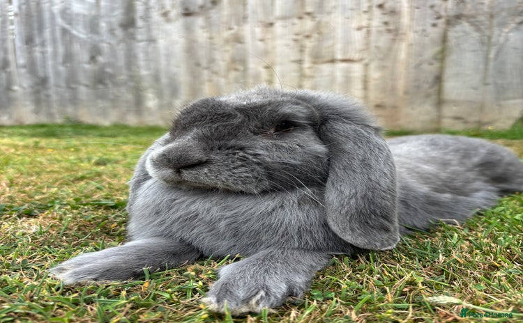 French Lop rabbits - Advert 4