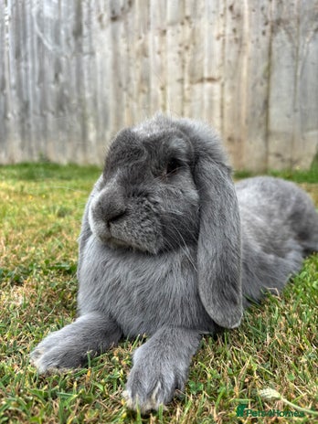French Lop rabbits - Advert 1