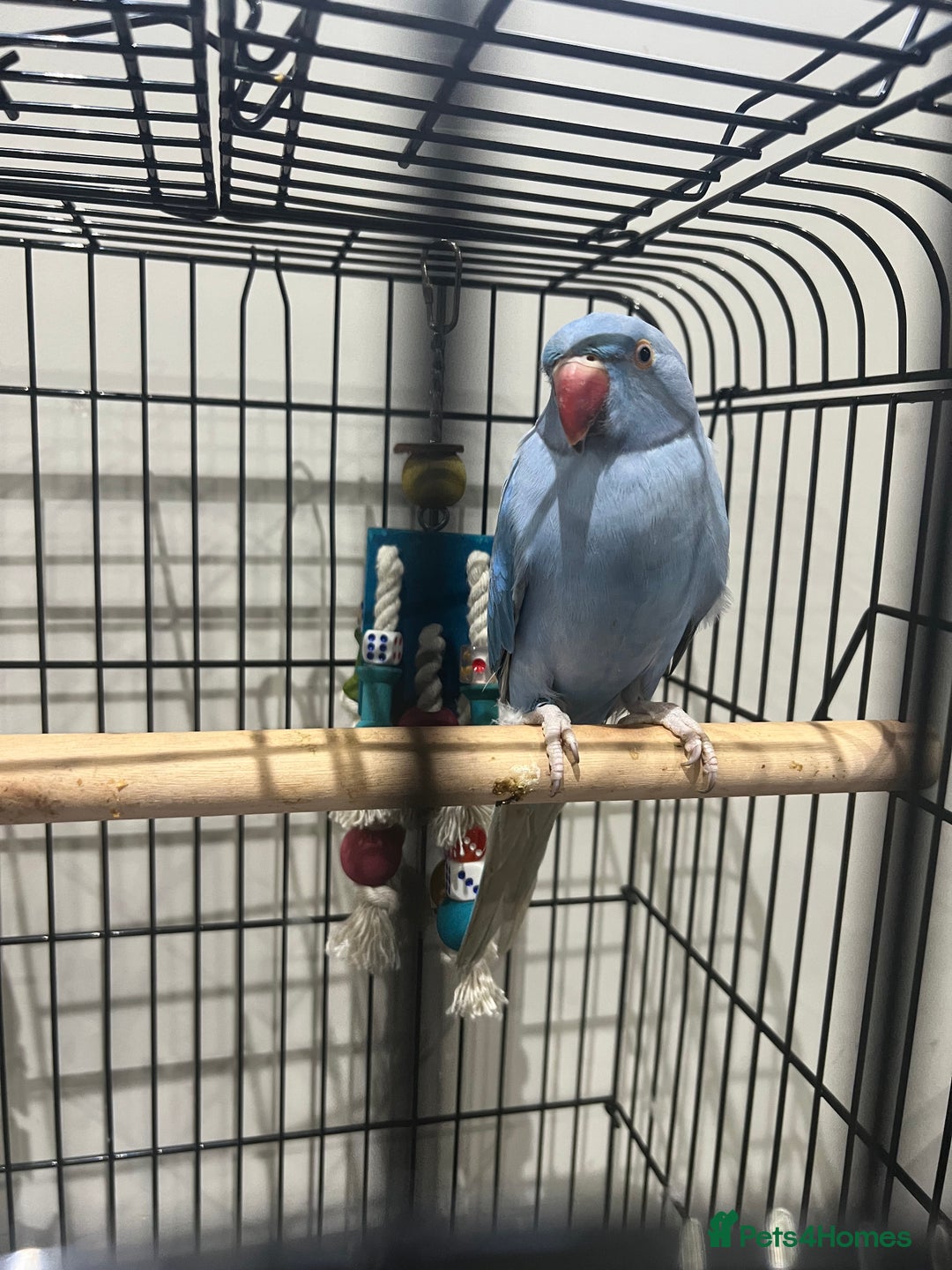 Parrots birds for sale: Blue parrot  - Advert 2