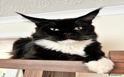 Maine Coon cats for sale: Maine coon - Image 22