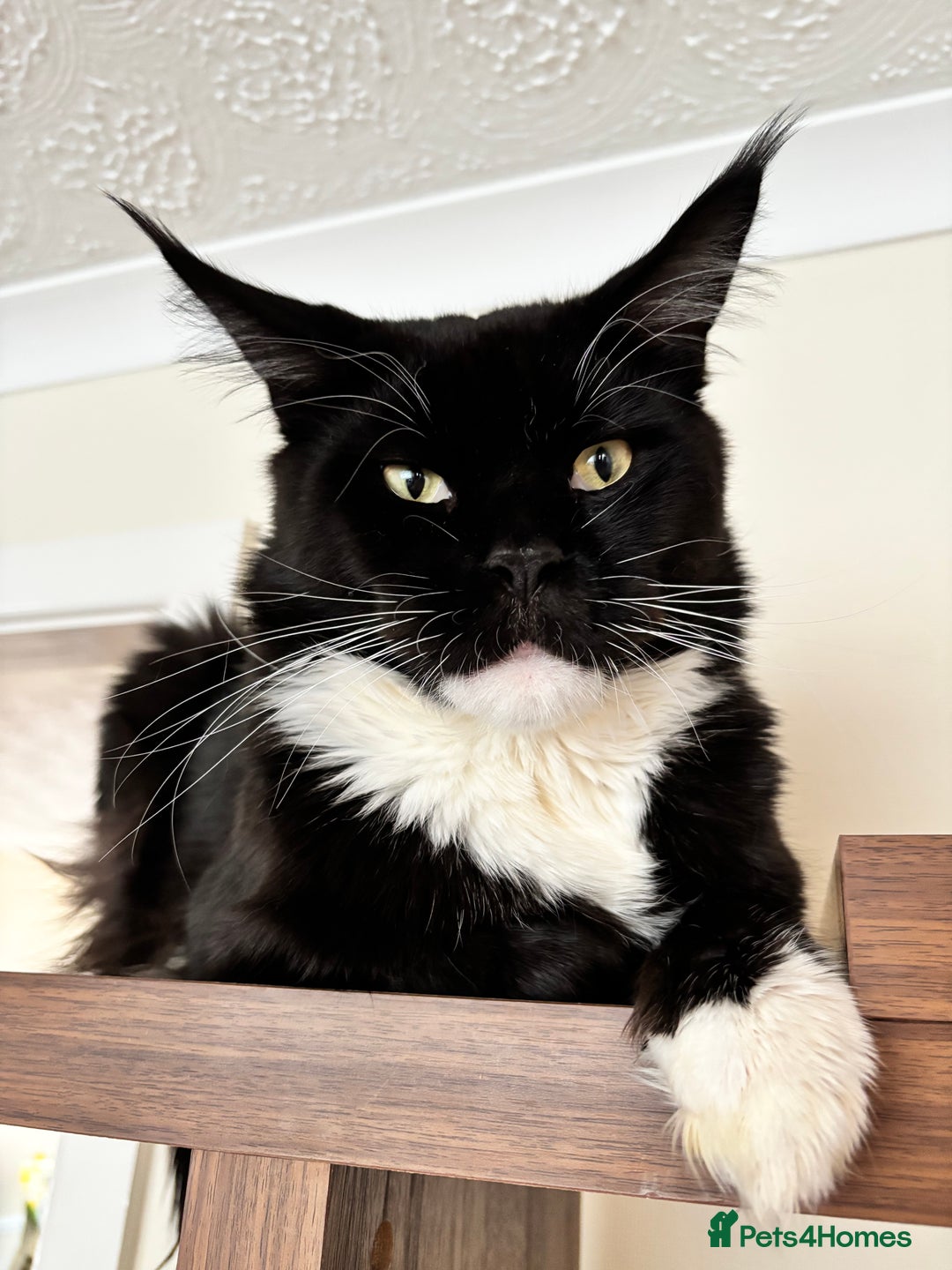 Maine Coon cats for sale: Maine coon - Image 22