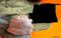 Guinea Pig rodents for sale: Baby guinea pigs - Image 5