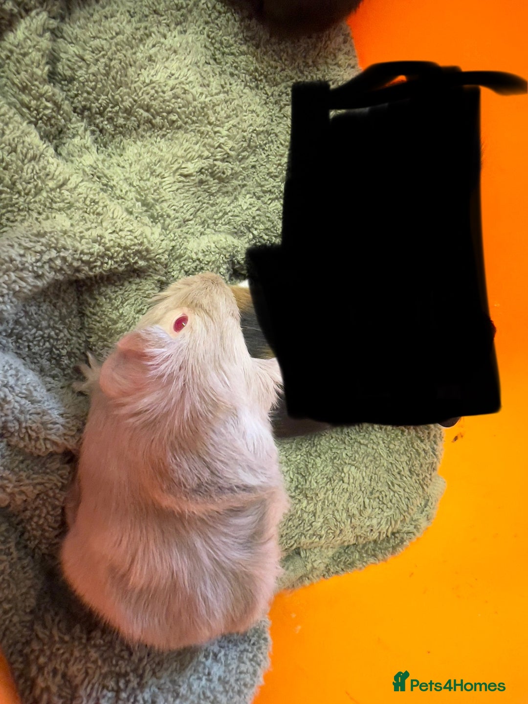 Guinea Pig rodents for sale: Baby guinea pigs - Image 5
