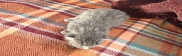 Mixed Breed cats for sale: Beautiful British Shorthaired Cross Kittens - Advert 16