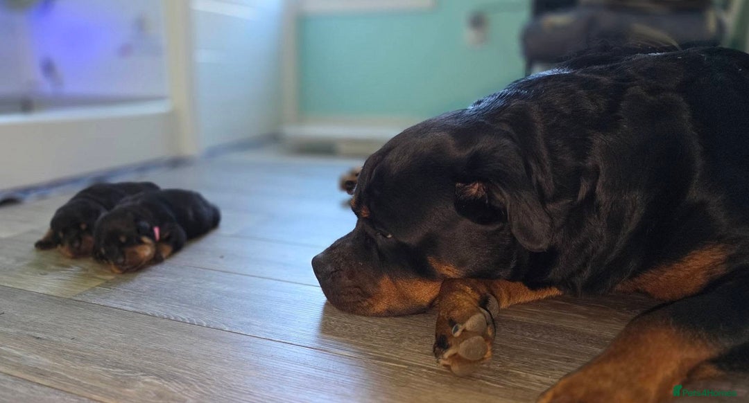 Rottweiler dogs for sale: outstanding Rottweiler pups excellent bloodlines. - Advert 7