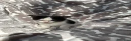 Bengal cats for sale: Black and white female kitten  - Advert 6