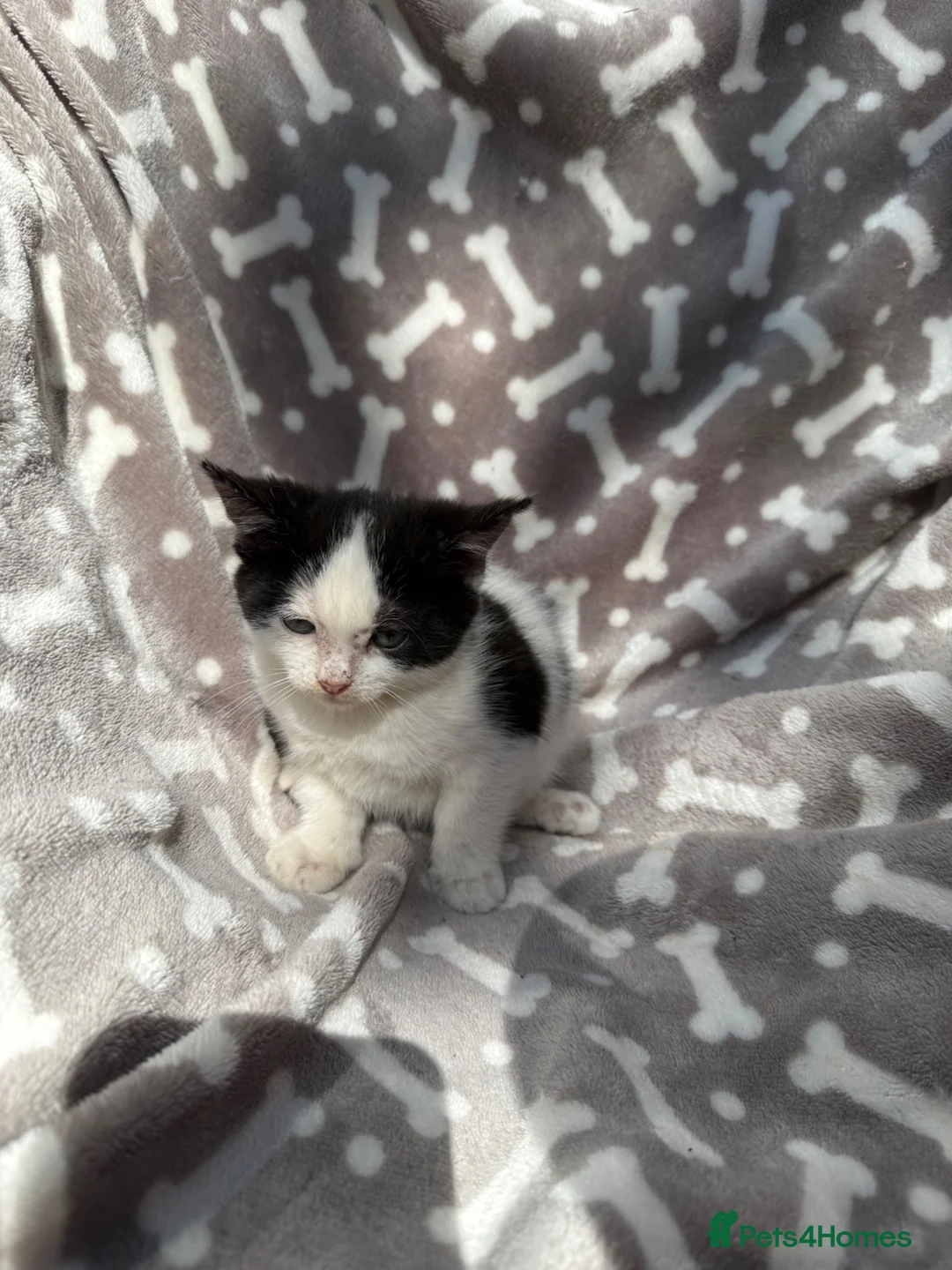 Bengal cats for sale: Black and white female kitten  - Advert 6