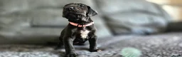 Great Dane dogs for sale: Exceptional Great Dane puppies 🐶  - Advert 10