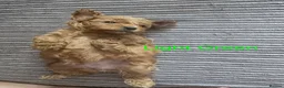 Cockapoo dogs for sale: Stunning F1BB Toy American Cockapoos - Advert 13