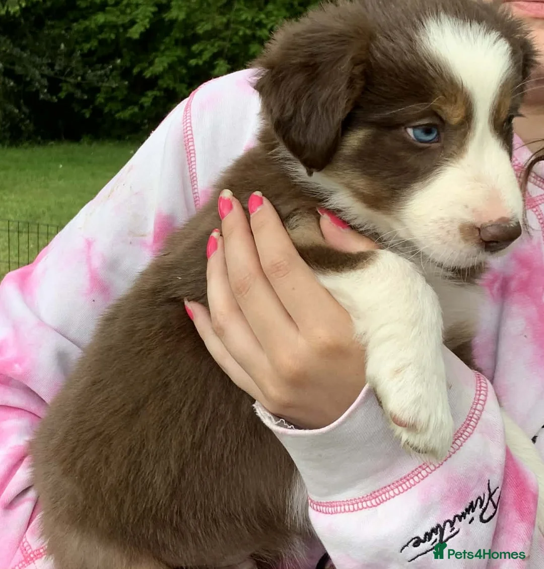 Border Collie dogs for sale: Four Male Border Collie Puppies in Abergavenny - Advert 2