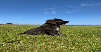 Mixed Breed dogs - Advert 2