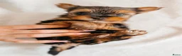Yorkshire Terrier dogs for sale: Yorkshire Terrier Puppies 6 boys and 2 girls - Advert 11