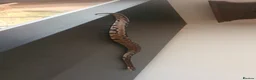 Snake reptiles for sale: Stunning Female Leopard Ball Python - Advert 1