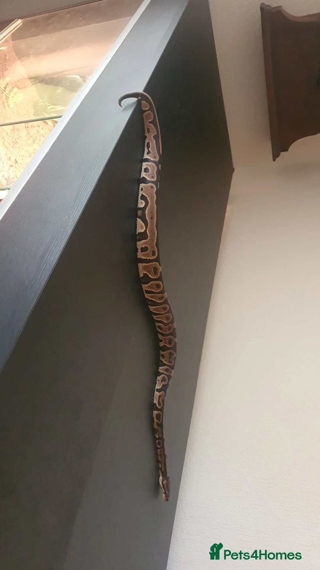 Snake reptiles for sale: Stunning Female Leopard Ball Python - Advert 1
