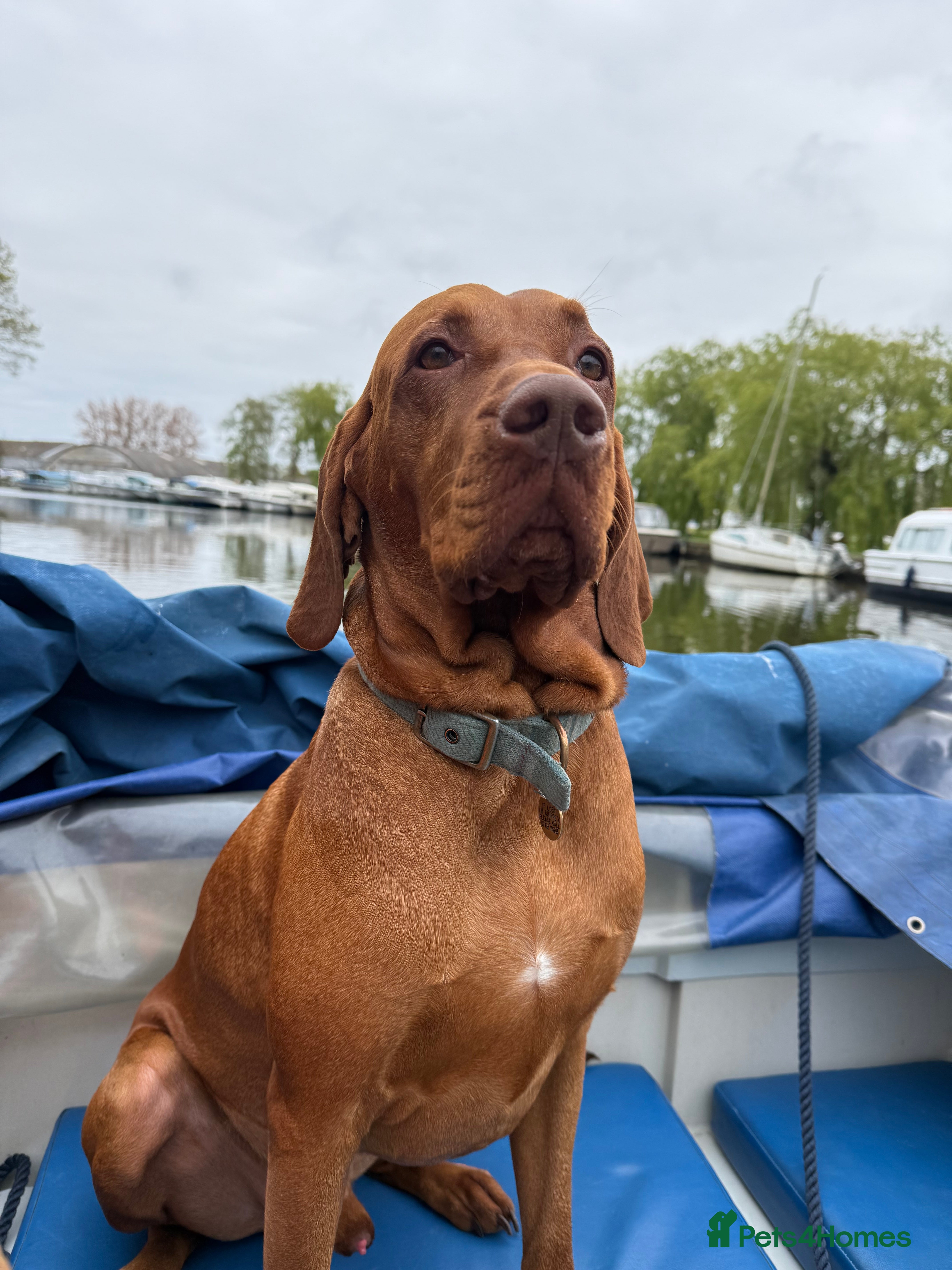 Hungarian Vizsla dogs KC Registered Hungarian Vizsla Stud - Advert 1