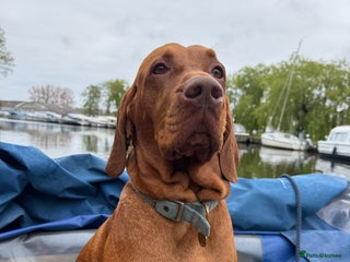 Hungarian Vizsla dogs KC Registered Hungarian Vizsla Stud - Advert 1