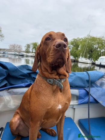 Hungarian Vizsla dogs KC Registered Hungarian Vizsla Stud - Advert 1