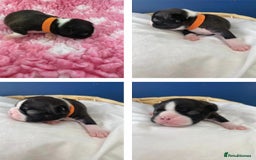 Boston Terrier dogs for sale:  🩷 KC reg gorgeous Boston terrier puppies  💙 - Image 6